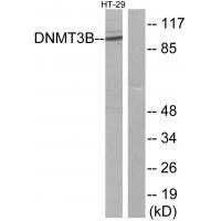 DNMT3B Antibody 