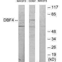 DBF4 Antibody 