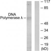 DNA Polymerase lamda Antibody 