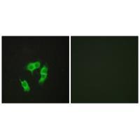 ARMX3 Antibody