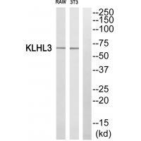 KLHL3 Antibody 