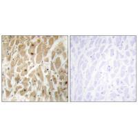 FOXD3 Antibody 
