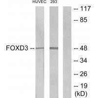 FOXD3 Antibody 