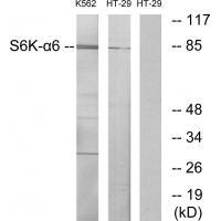S6K-α6 Antibody