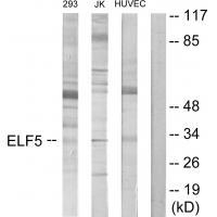 ELF5 Antibody 