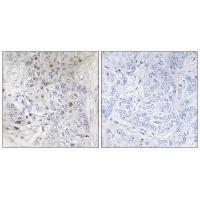 MAFF Antibody 