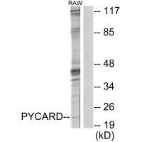 ASC Antibody 