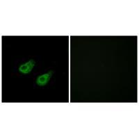 JIP3 Antibody 