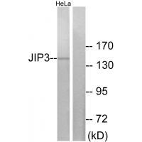 JIP3 Antibody 