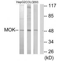 MOK Antibody 