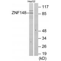 ZNF148 Antibody 
