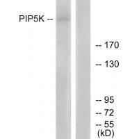 PIP5K Antibody 