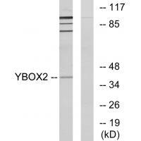 YBOX2 Antibody 