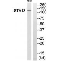 STA13 Antibody