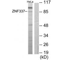 ZNF337 Antibody 