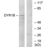 DYR1B Antibody 