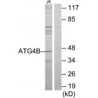 ATG4B Antibody 
