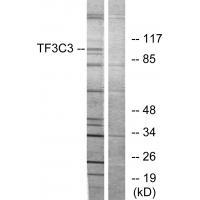 TF3C3 Antibody 