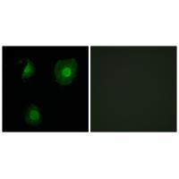 EID1 Antibody 