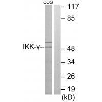 IKK-γ Antibody 