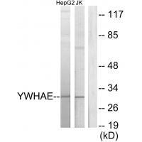 14-3-3 ε Antibody 