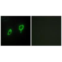 14-3-3 γ Antibody 