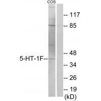 5-HT-1F Antibody