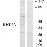 5-HT-5A Antibody 