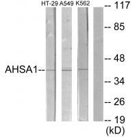 AHSA1 Antibody 
