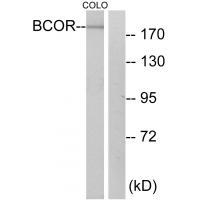BCOR Antibody 