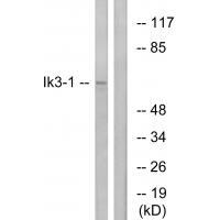 Ik3-1 Antibody 