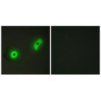 Ik3-2 Antibody 