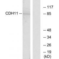 CDH11 Antibody 
