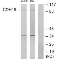 CDH15 Antibody 