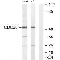 CDC20 Antibody 