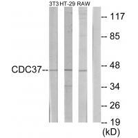 p50 CDC37 Antibody 