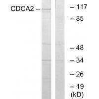 CDCA2 Antibody