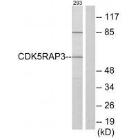 CDK5RAP3 Antibody 