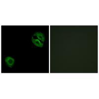 Collagen XIX α1 Antibody 