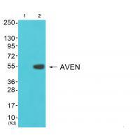 COX17 Antibody 