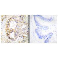 COX41 Antibody 