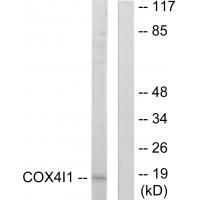 COX41 Antibody 