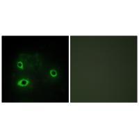 COX42 Antibody