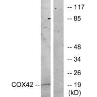 COX42 Antibody