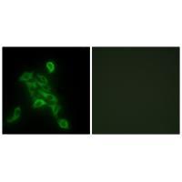 COX6C Antibody 