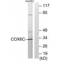 COX6C Antibody 