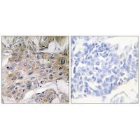 COX7S/A2 Antibody 