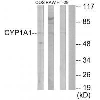 Cytochrome P450 1A1/2 Antibody 