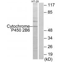 Cytochrome P450 2B6 Antibody