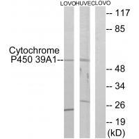 Cytochrome P450 39A1 Antibody